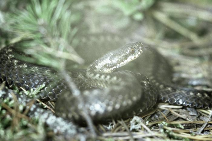 В лесах Подмосковья вновь активизировались змеи