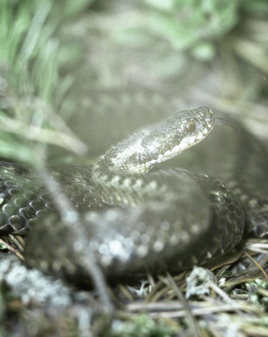 В лесах Подмосковья вновь активизировались змеи