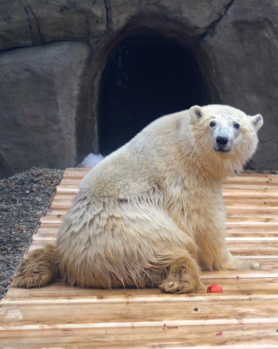 Белому медведю Диксону, который умер в Московском зоопарке поставят памятник