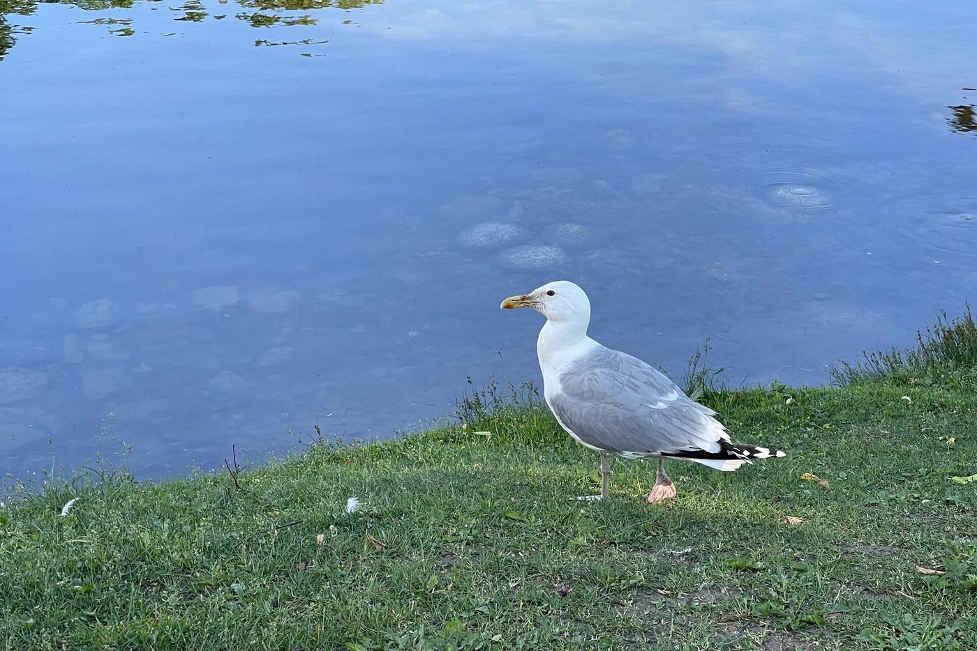 Чаек перевели в разряд охотничьих ресурсов