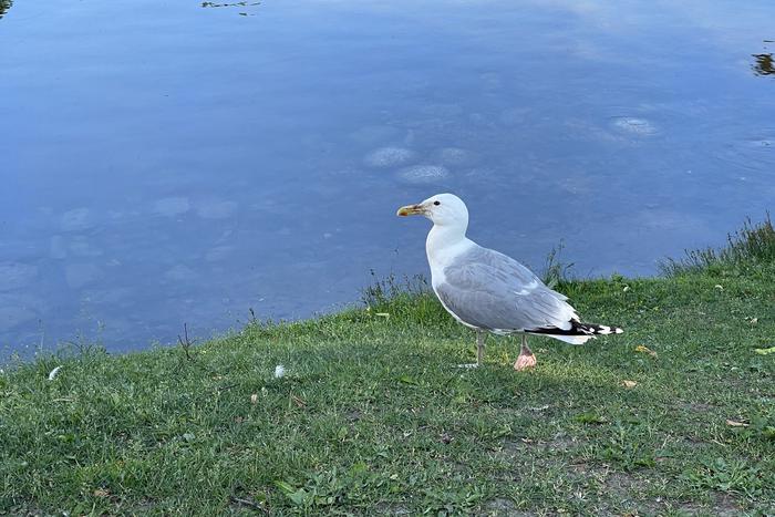 Чаек перевели в разряд охотничьих ресурсов
