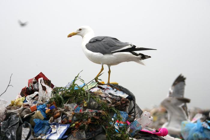 В Подмосковье разрешили охотиться на чаек: сократить их поголовье хотят из-за опасности птичьего гриппа
