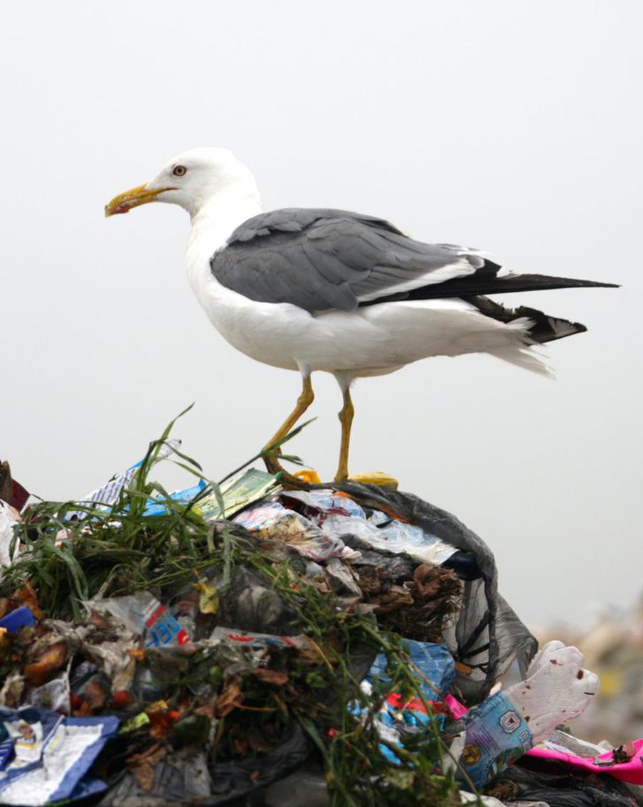 В Подмосковье разрешили охотиться на чаек: сократить их поголовье хотят из-за опасности птичьего гриппа