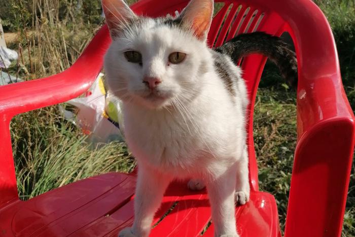 "А ещё говорят, что у животных нет души": как орловский кот семерых спас из огня