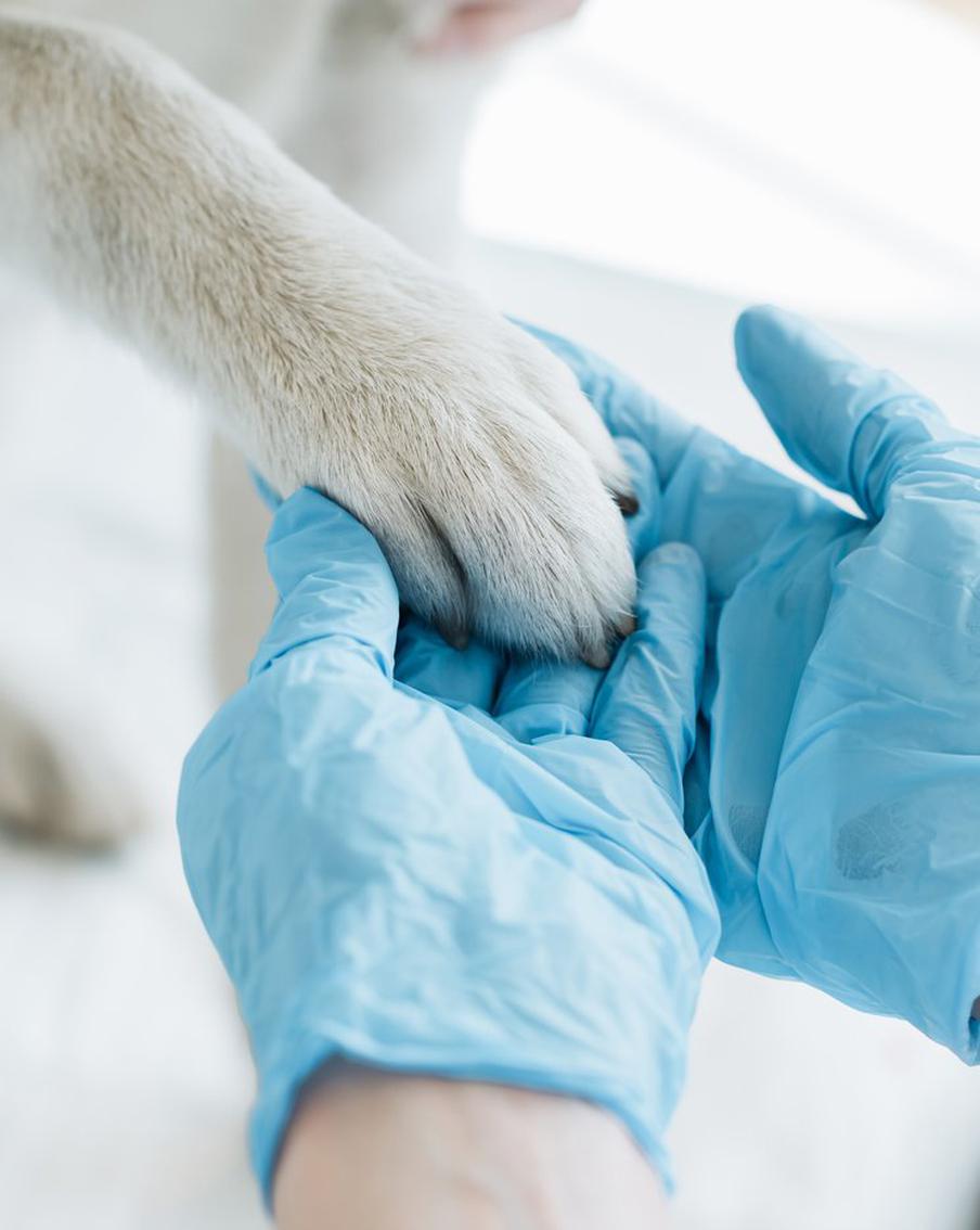 Столичный ветеринар спасала корги, который наелся щебня