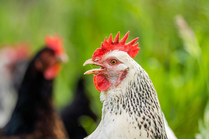 В Японии создали переводчик с куриного "языка"