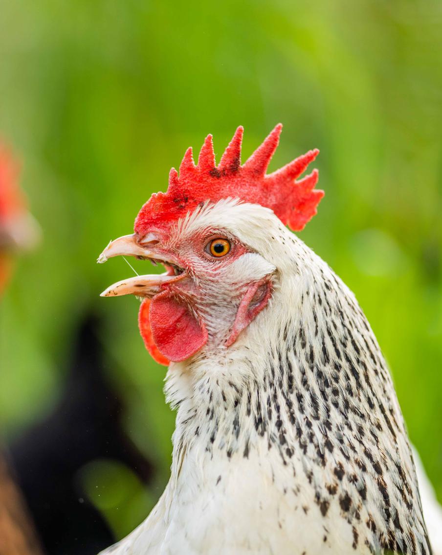 В Японии создали переводчик с куриного "языка"