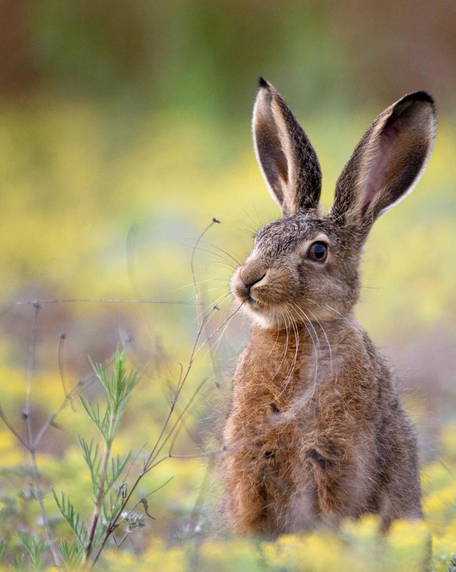 В Новой Москве в дикую природу выпустили 27 зайцев