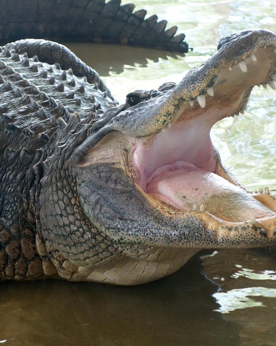 Во Флориде поймали четырёхметрового аллигатора с человеческими останками в пасти