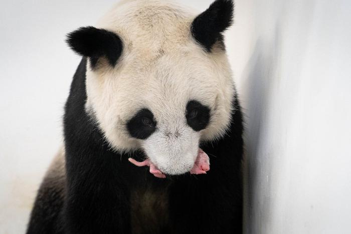 Малышка панды из Московского зоопарка хорошо развивается и набирает вес