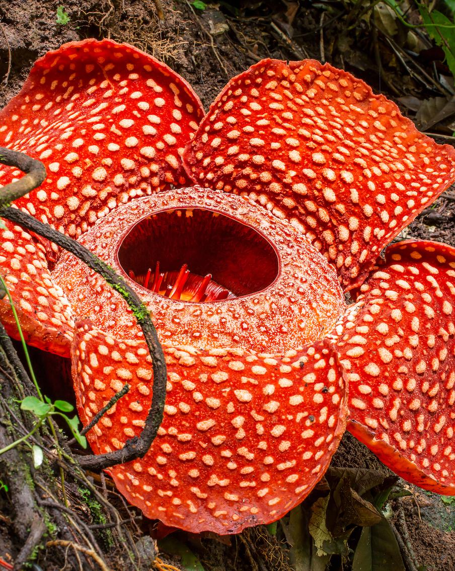 Биологи предупредили об угрозе исчезновения одного из крупнейших цветов в мире