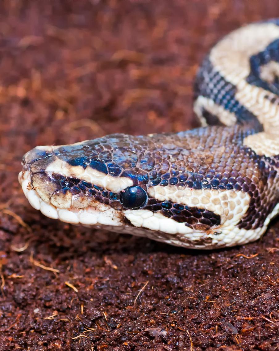 Огромного питона спасли пожарные в Подмосковье