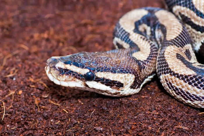 Огромного питона спасли пожарные в Подмосковье