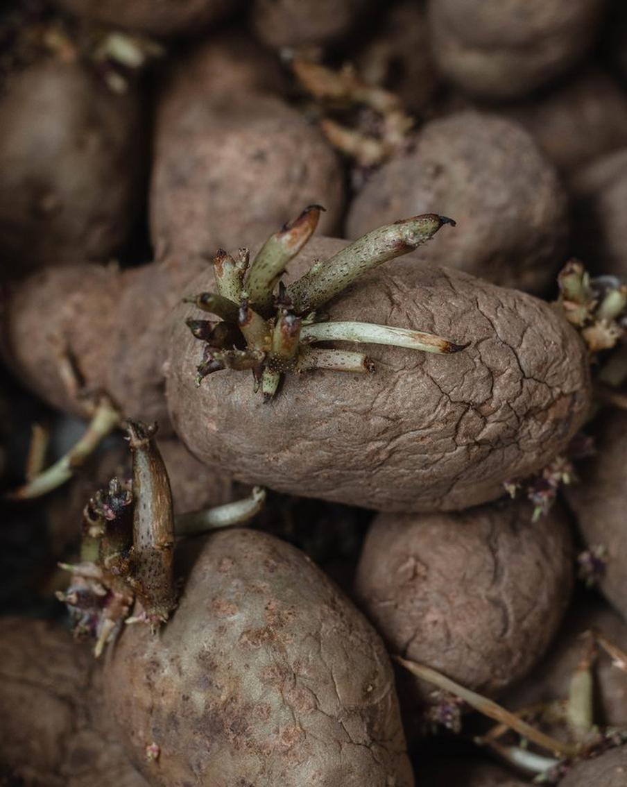 Два жителя Приморья умерли после уборки старого картофеля