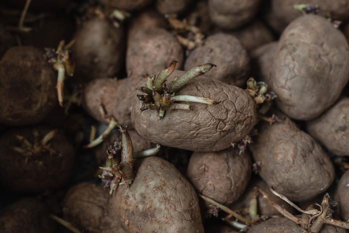 Два жителя Приморья умерли после уборки старого картофеля