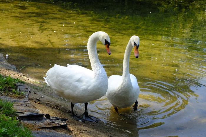 Хроники лебединого романа: Дусик из Сокольников нашёл даму своего сердца