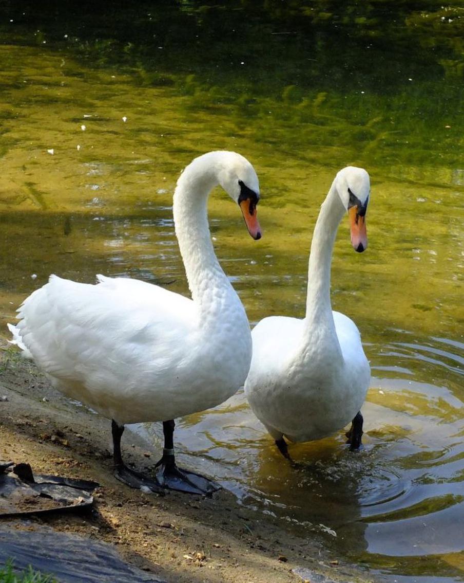 Хроники лебединого романа: Дусик из Сокольников нашёл даму своего сердца