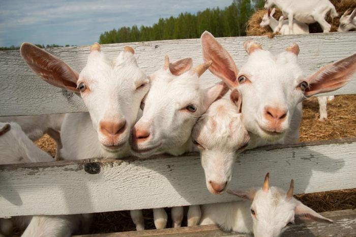 Козы в Подмосковье предпочитают доиться под музыку Чайковского