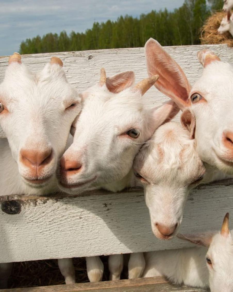 Козы в Подмосковье предпочитают доиться под музыку Чайковского