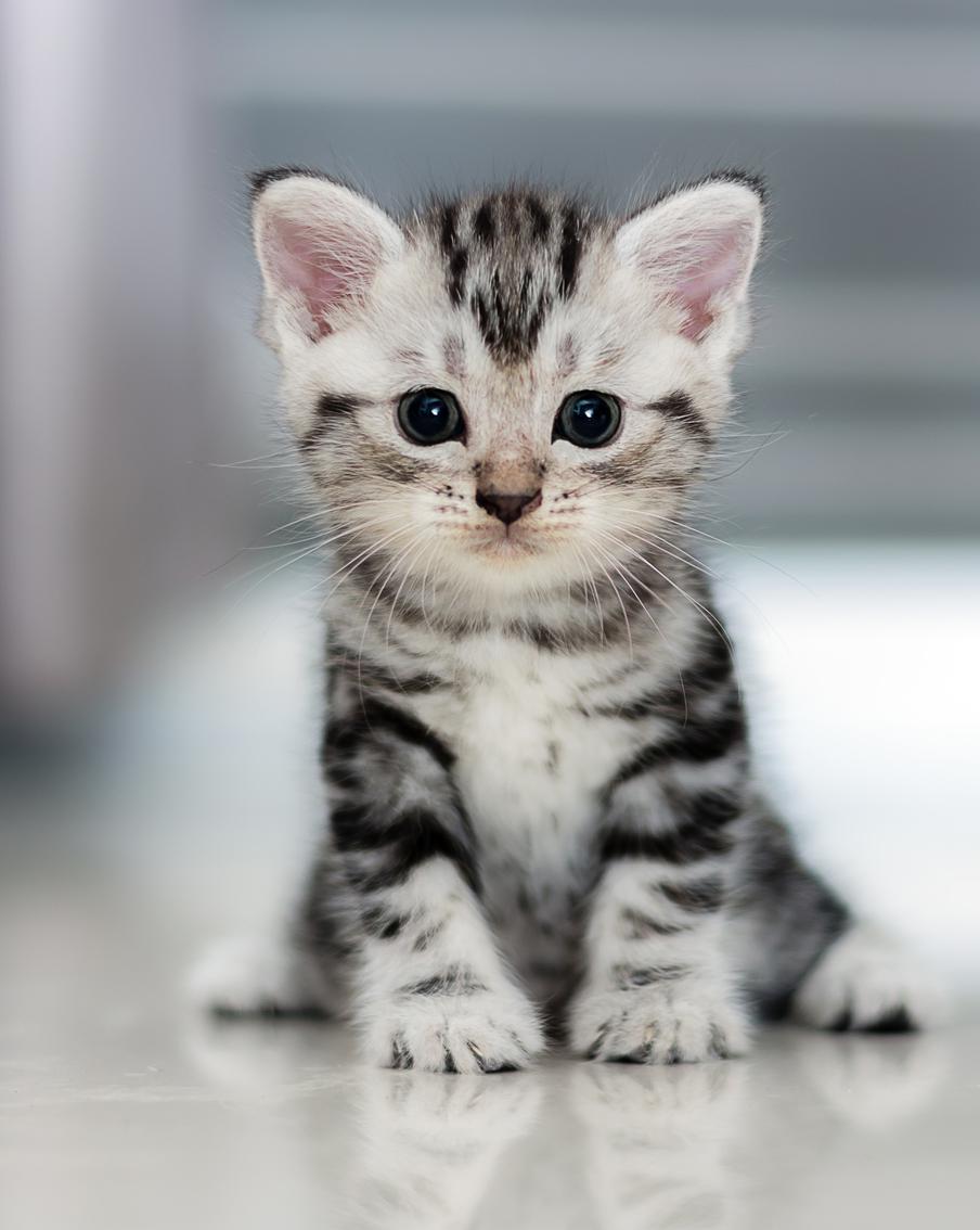 Орловские сотрудники МЧС спасли котёнка