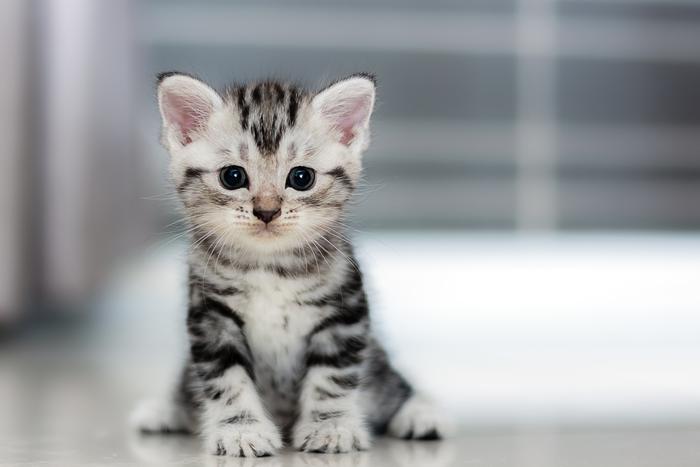 Орловские сотрудники МЧС спасли котёнка