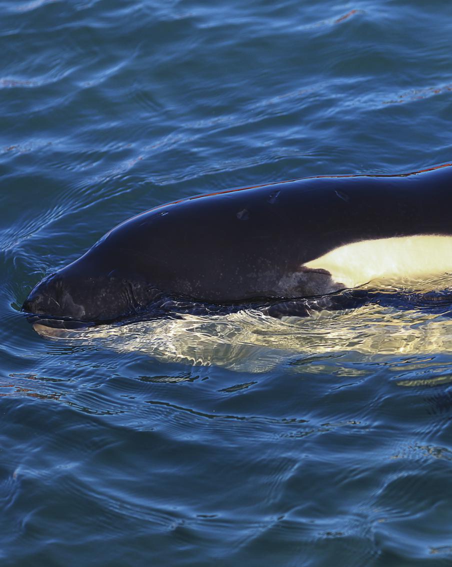 Российская косатка наелась выдр и умерла – учёные в шоке