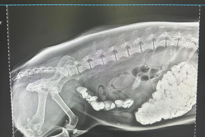 Целую миску щебня извлекли из корги ветеринары в Москве