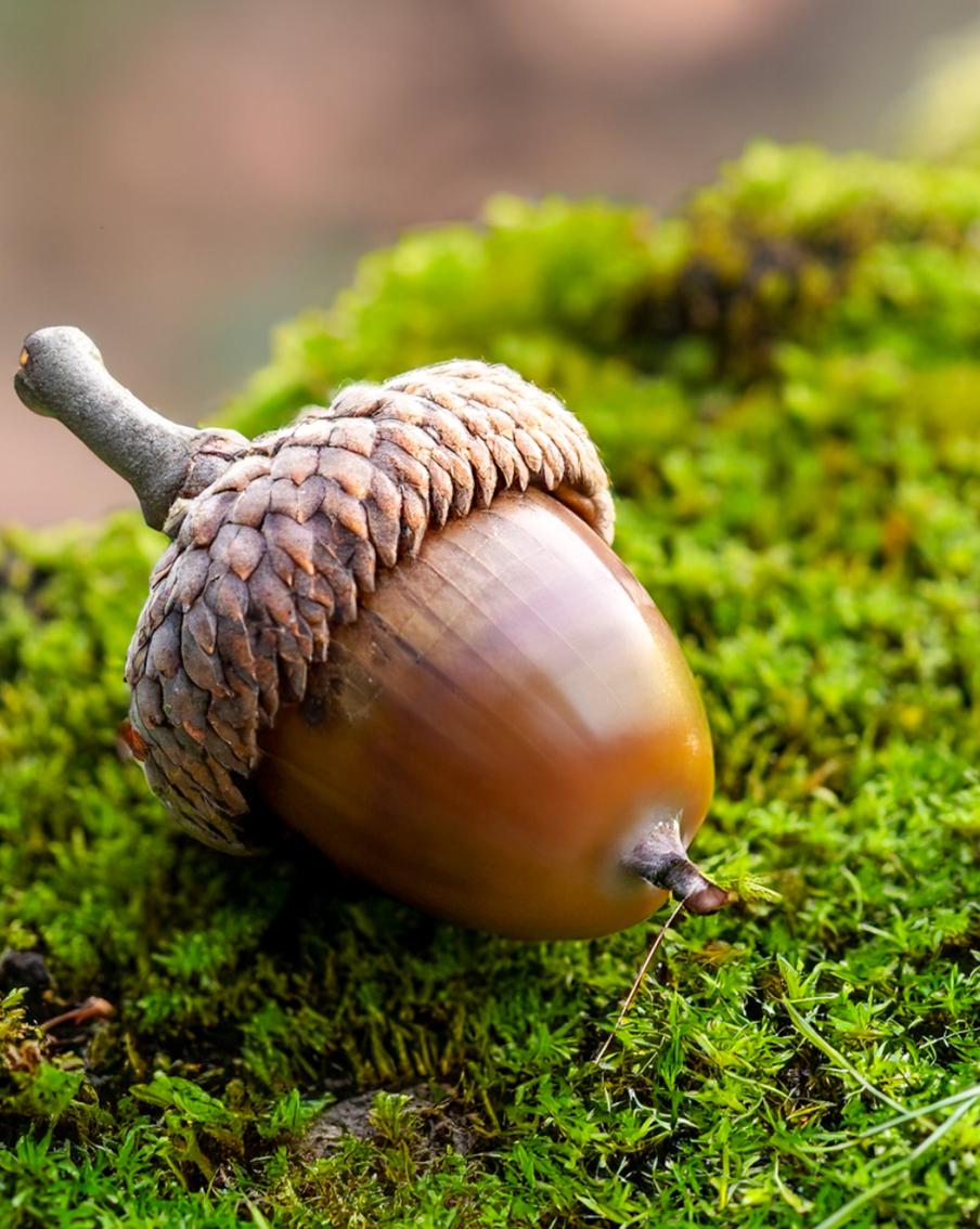 В рамках работы по сохранению лесов в Московской области начался сбор желудей