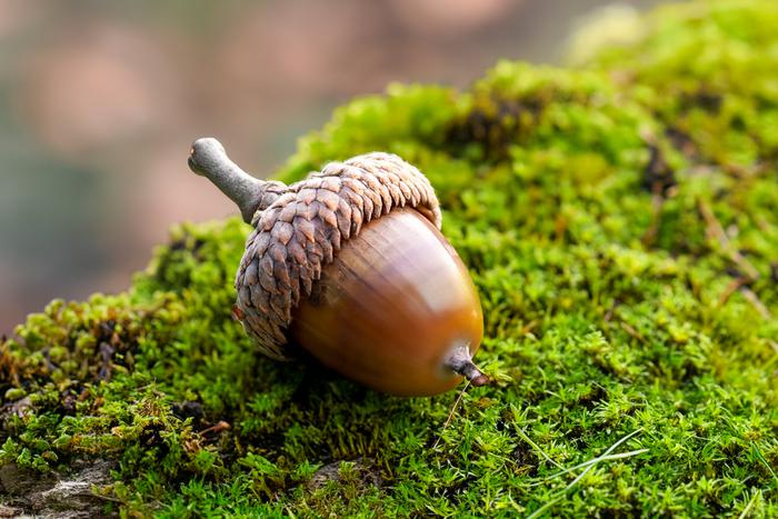 В рамках работы по сохранению лесов в Московской области начался сбор желудей