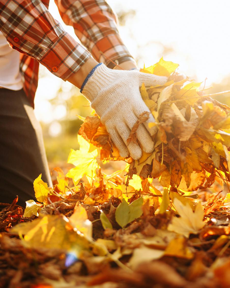 Какие дела в саду и огороде необходимо сделать в октябре