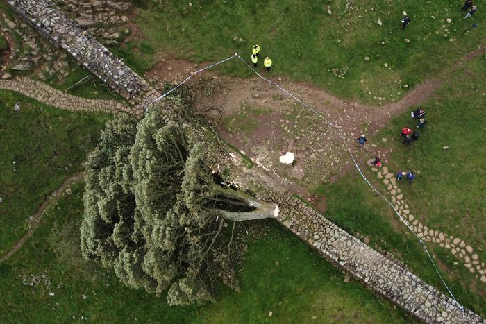 В Великобритании продолжаются поиски вандала, уничтожившего легендарное дерево Робин Гуда