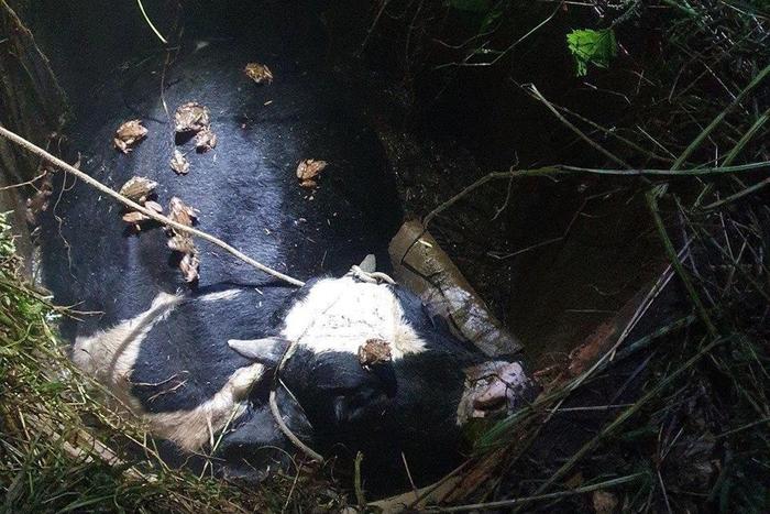 Бычок, провалившийся в колодец, "жаловался" спасателям на усталость
