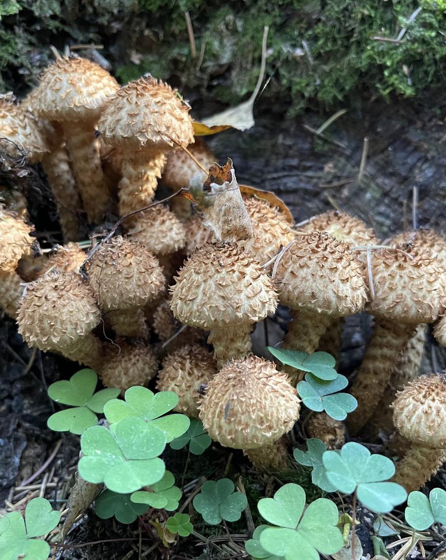 В течение сентября в лесах Подмосковья заблудились 680 человек