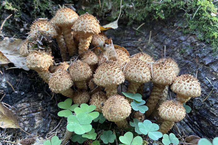 В течение сентября в лесах Подмосковья заблудились 680 человек