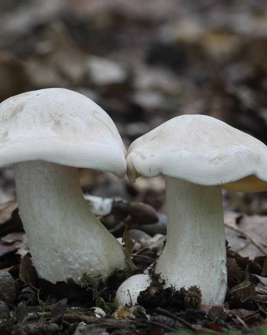 Комитет лесного хозяйства Московской области предупредил об опасных грибах