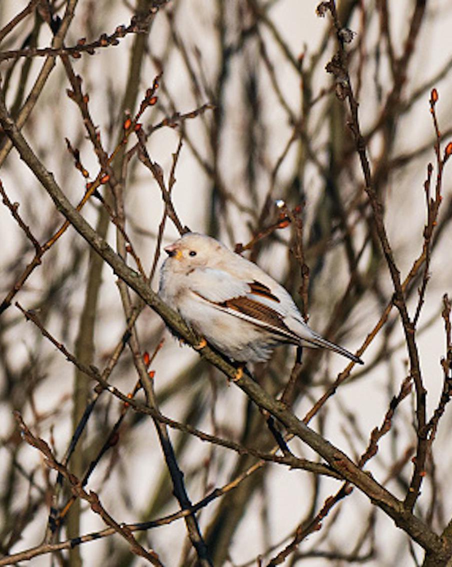 Редкая птица долетит до столицы: необычный воробей поселился в Марьиной Роще