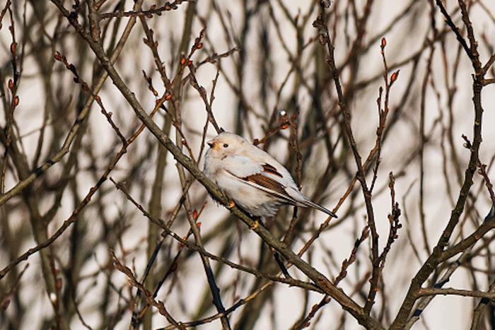 Редкая птица долетит до столицы: необычный воробей поселился в Марьиной Роще