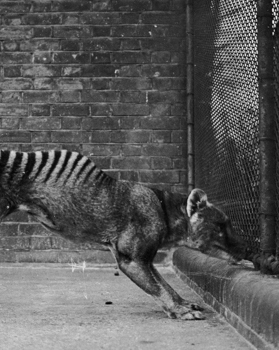Учёные нашли новый способ "воскресить" тасманийского волка. Пока все уповают на ДНК, шведские эксперты решили поступить иначе