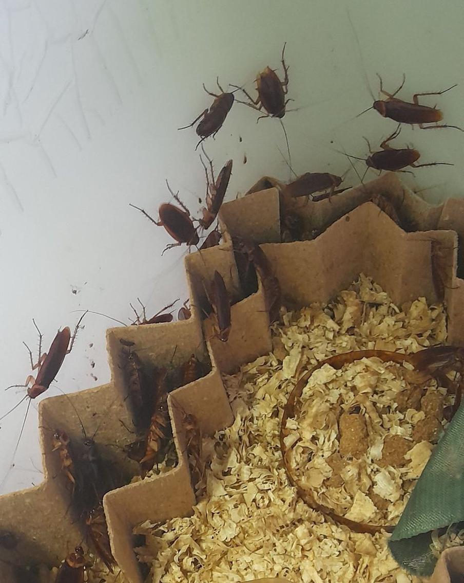 Почему в квартирах москвичей стало намного больше тараканов