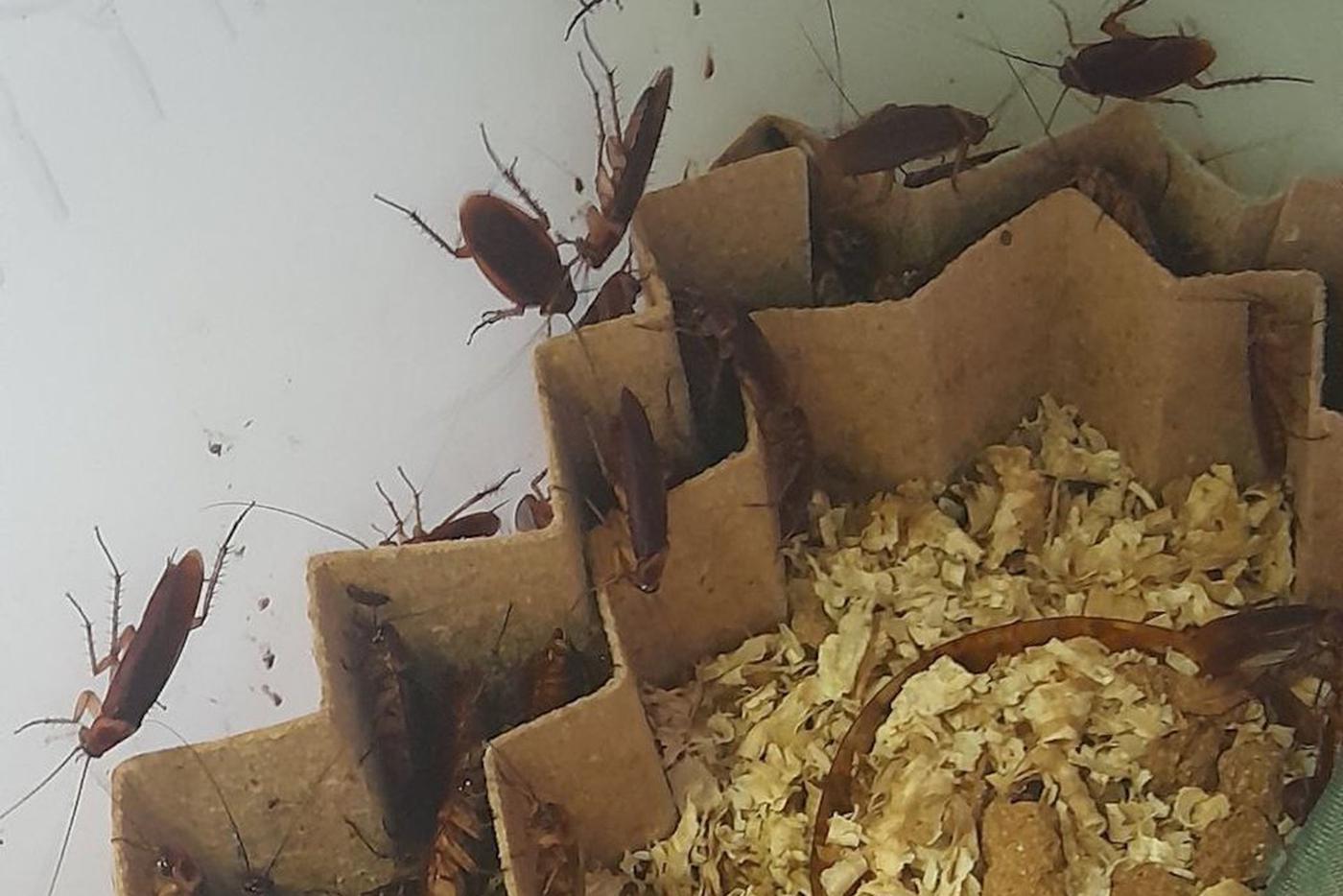Почему в квартирах москвичей стало намного больше тараканов