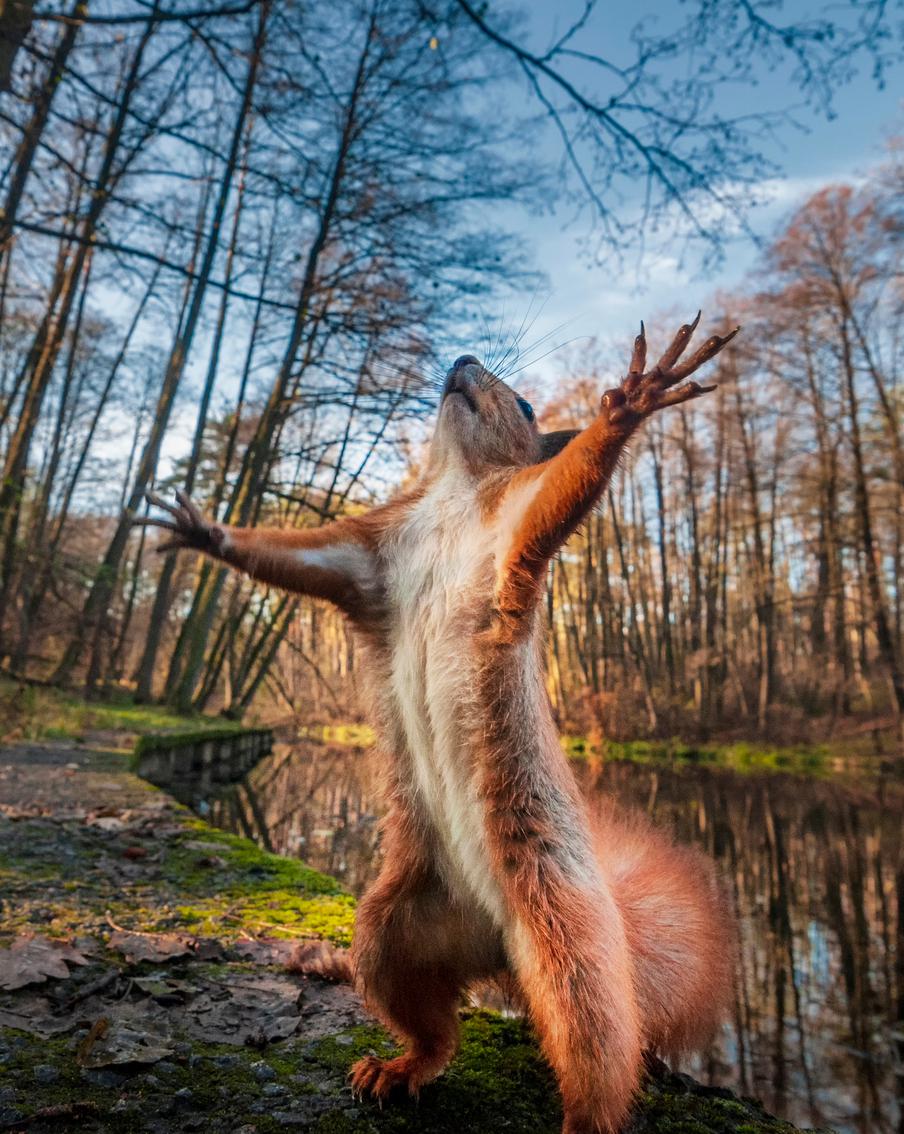 Белки в Московской области приступили к подготовке к зиме