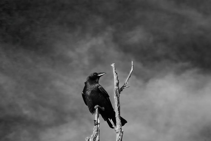 Шкодливые вороны превратили испанский город в идеальную декорацию для фильма ужасов