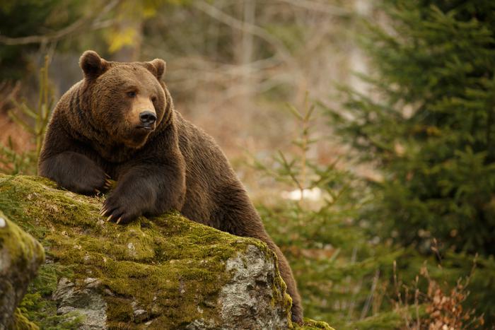 На острове Итуруп люди обнаружили настоящего медведя-альпиниста