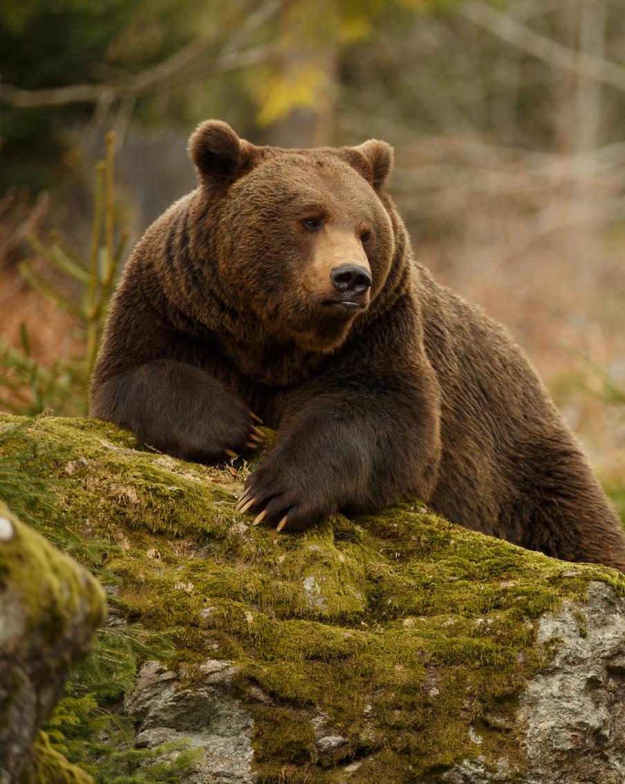 На острове Итуруп люди обнаружили настоящего медведя-альпиниста