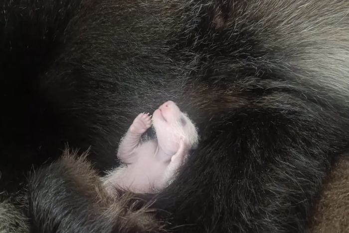 В Московском зоопарке у панды открылись глаза