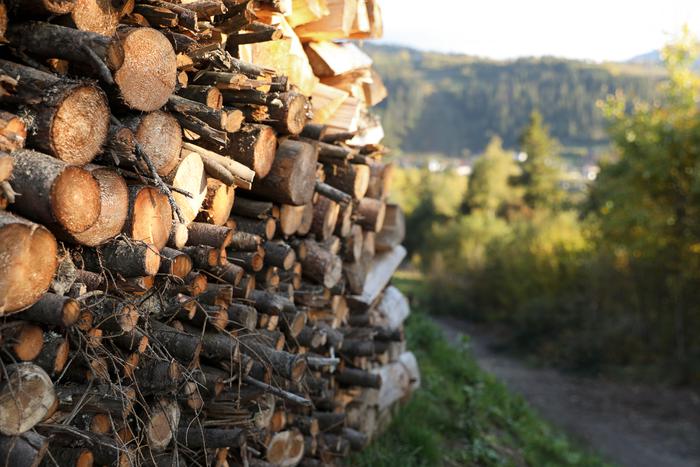 Жители Подмосковья 822 раза подавали заявки на заготовку дров с начала года