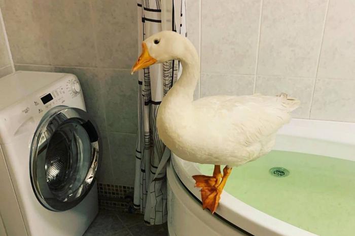 Он решил завести Валеру, чтобы пацанской компанией гулять по району