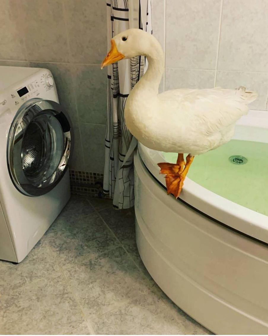 Он решил завести Валеру, чтобы пацанской компанией гулять по району