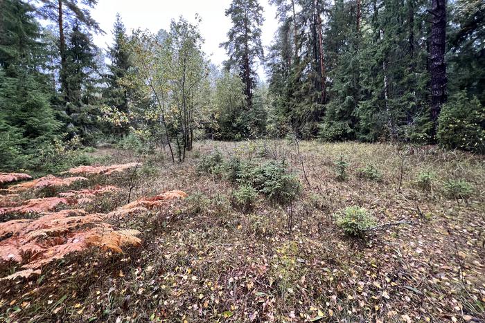 Появилась информация о количестве заблудившихся людей в лесах Подмосковья с начала октября