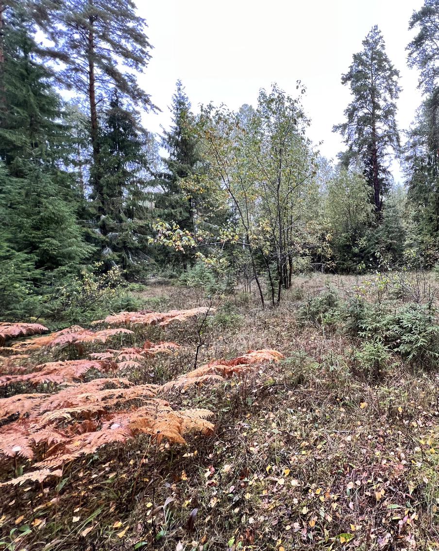 Появилась информация о количестве заблудившихся людей в лесах Подмосковья с начала октября